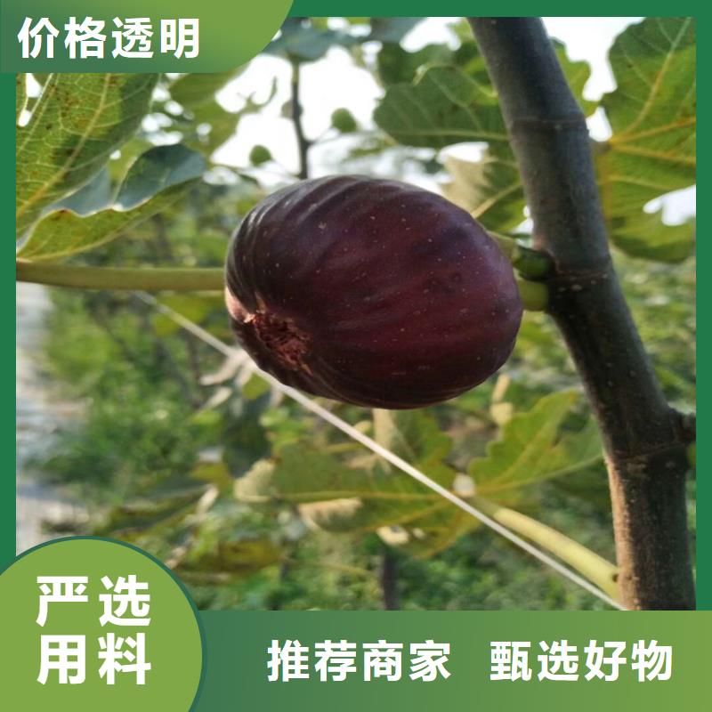 无花果蓝莓苗详细参数