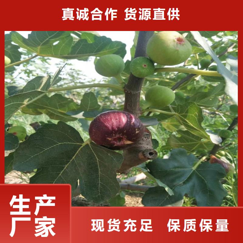 无花果蓝莓苗一站式服务