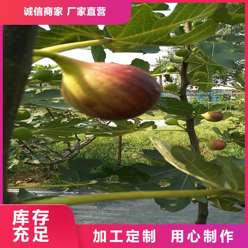 无花果,红石榴苗基地专业生产N年