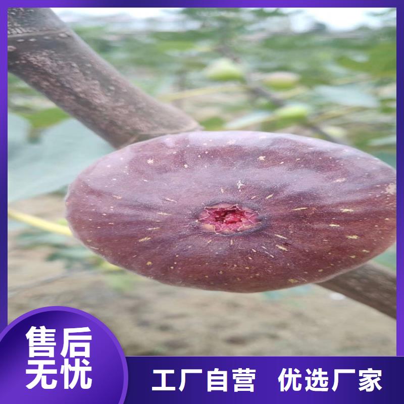 【 无花果 梨树苗实拍展现】-服务范围包括埇桥|泗县|巢湖|淮南|蚌埠|芜湖|合肥|铜陵等