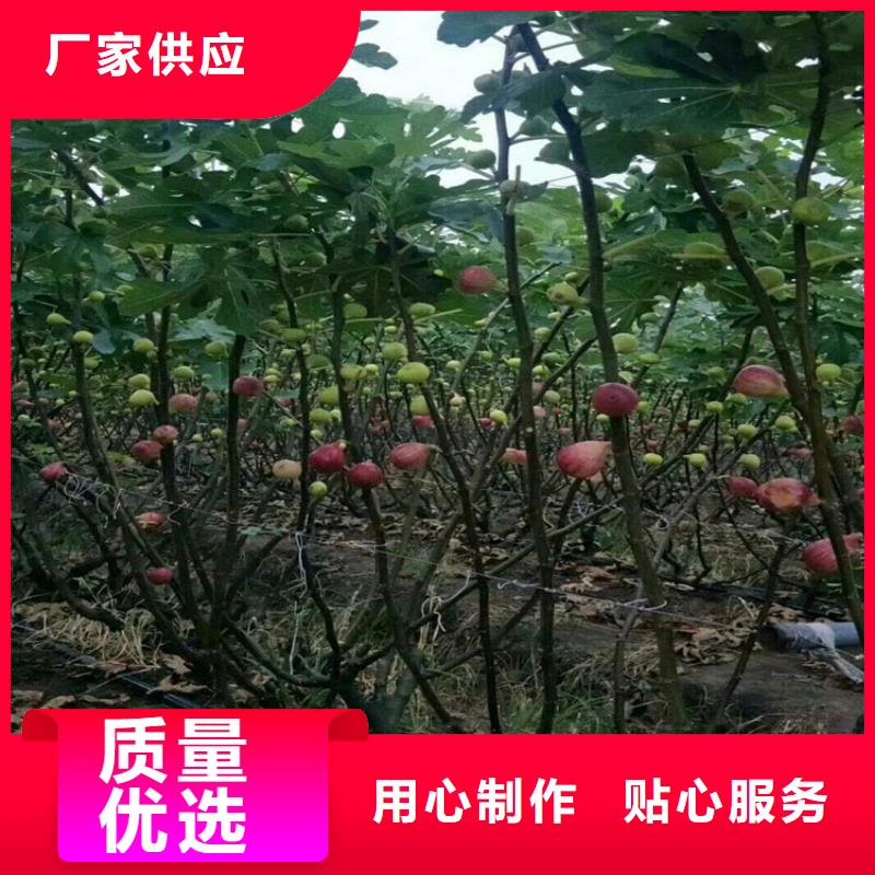 无花果_草莓苗价格地道