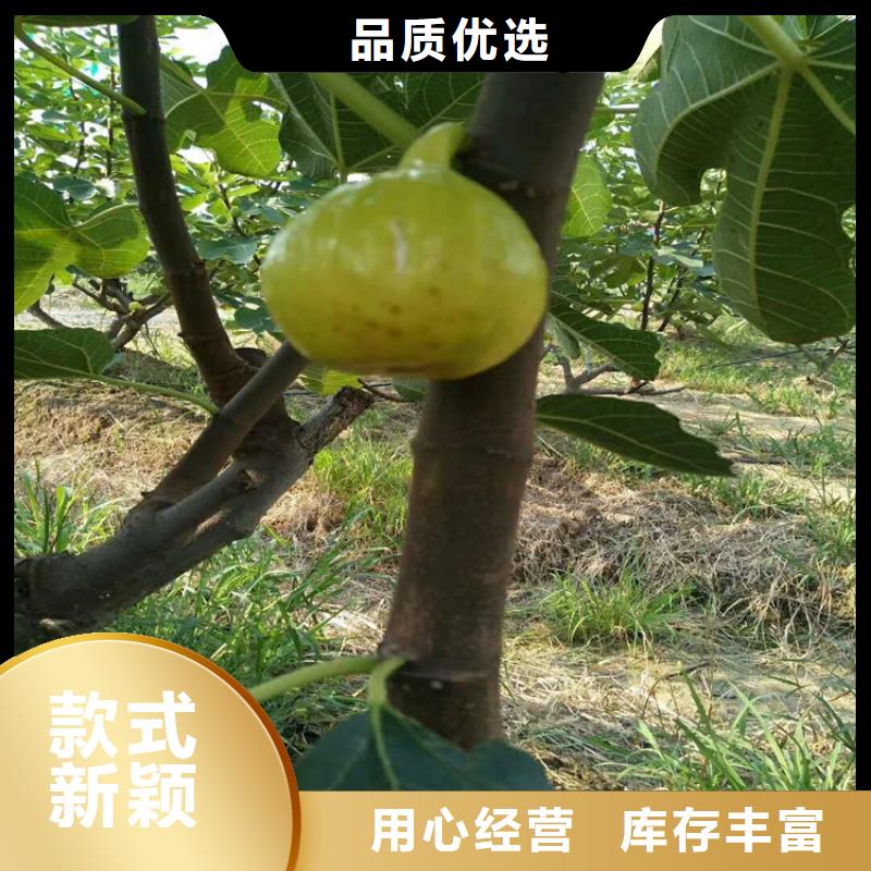 无花果,杏树苗省心又省钱