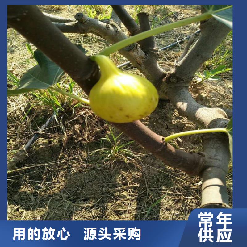 无花果樱桃苗安心购