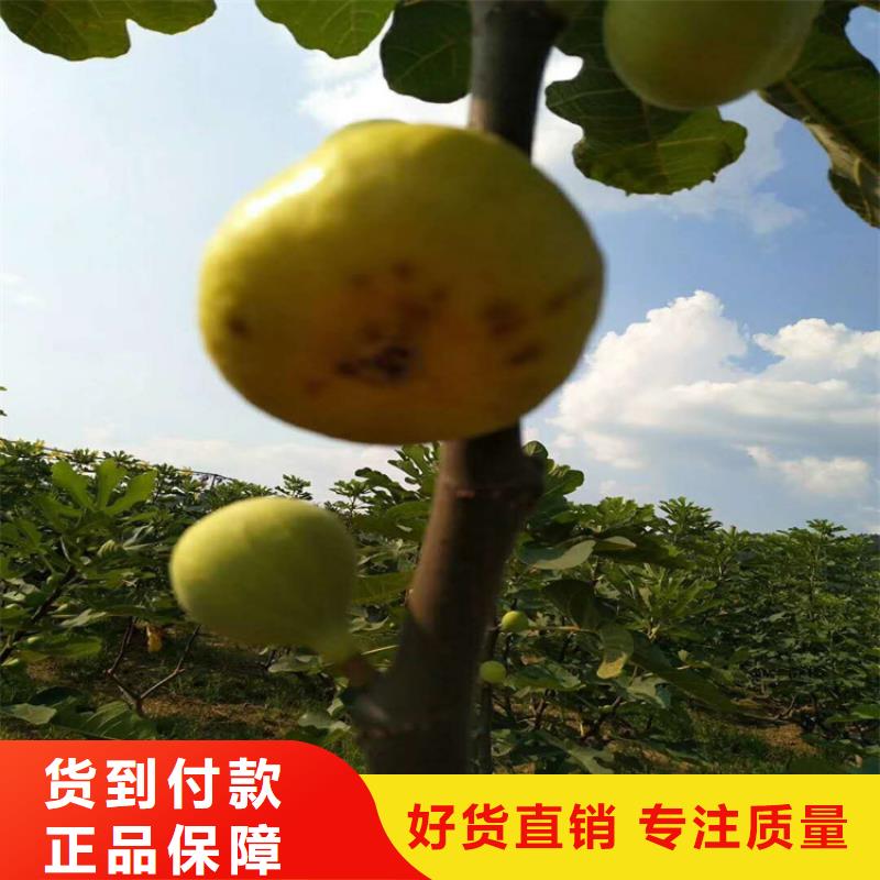 无花果苹果苗现货交易