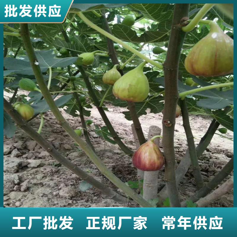 无花果,红石榴苗基地专业生产N年