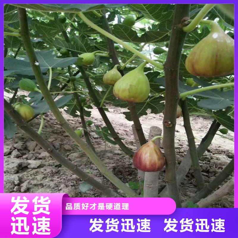 无花果蓝莓苗详细参数