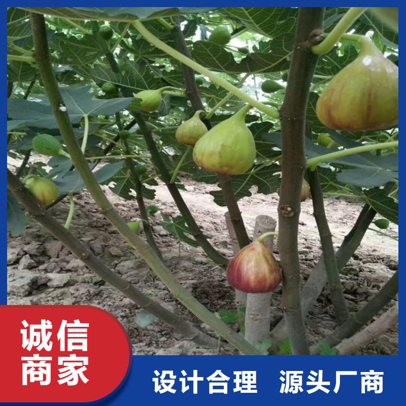 【 无花果 梨树苗实拍展现】-服务范围包括埇桥|泗县|巢湖|淮南|蚌埠|芜湖|合肥|铜陵等