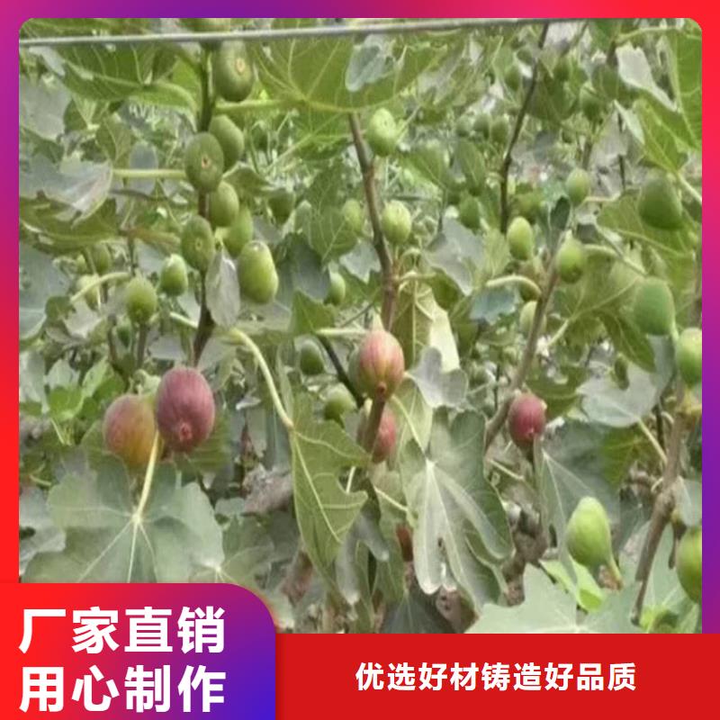 无花果,杏树苗省心又省钱