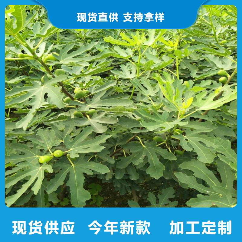 无花果_梨树苗实力优品