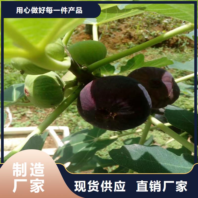 无花果蓝莓苗详细参数