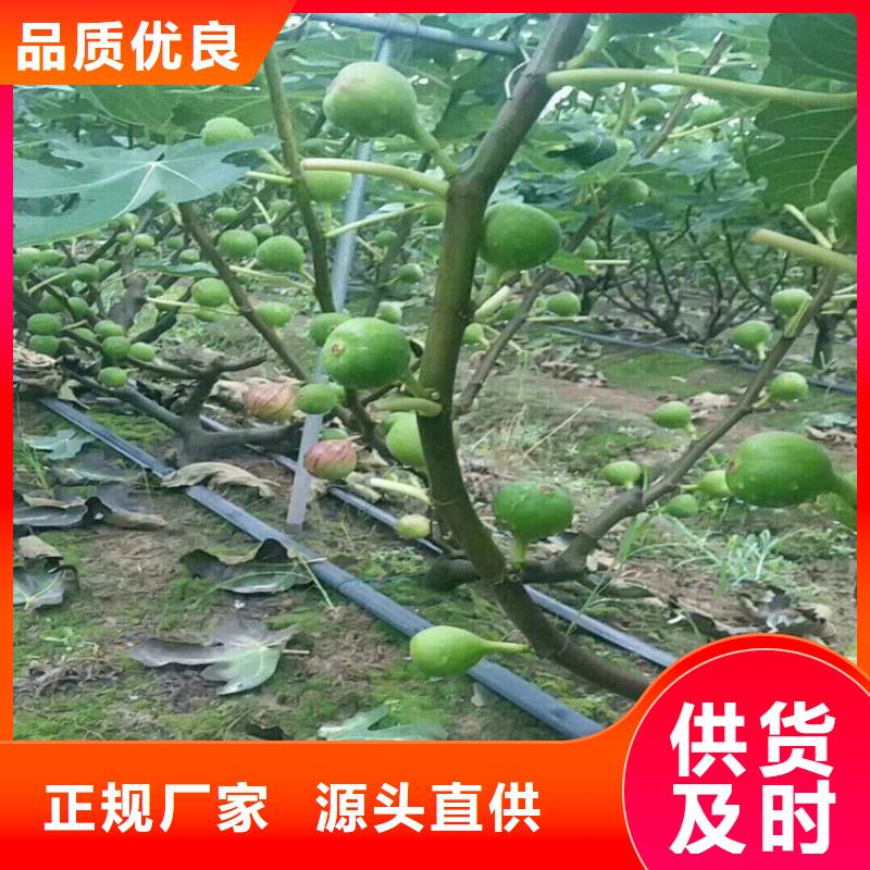 【无花果】樱桃苗支持大小批量采购