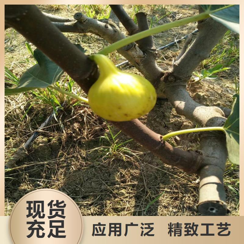 【 无花果 梨树苗实拍展现】-服务范围包括埇桥|泗县|巢湖|淮南|蚌埠|芜湖|合肥|铜陵等