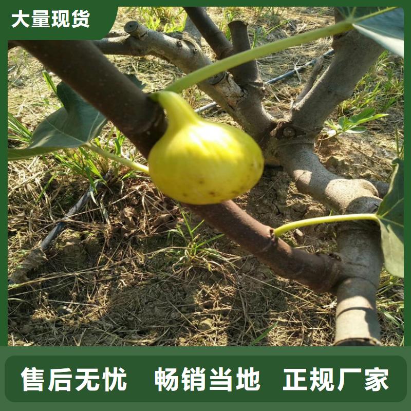 《宁波》定制【无花果】-樱桃苗一对一为您服务