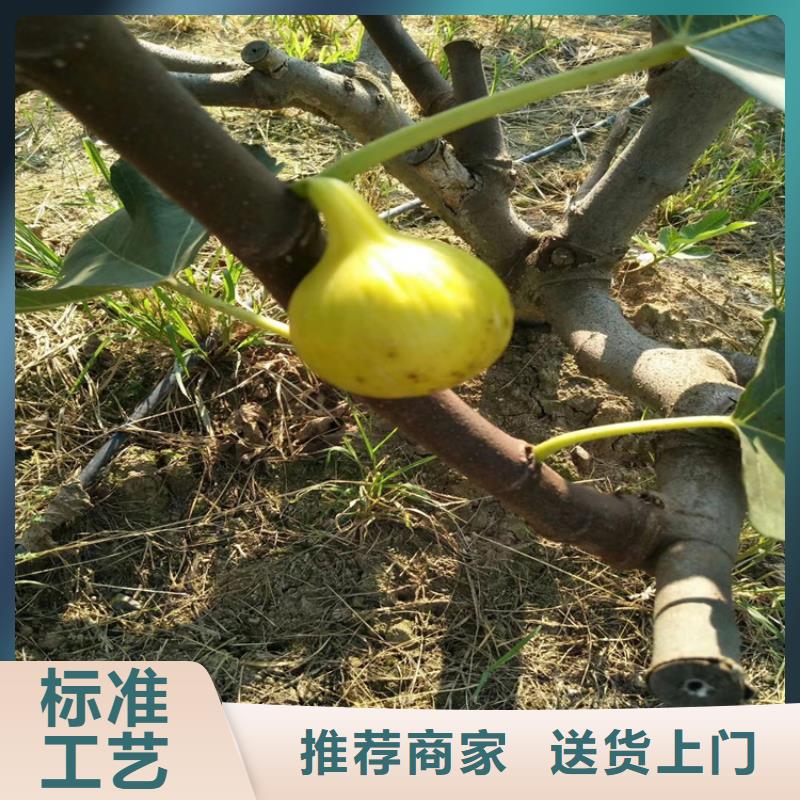 无花果,红石榴苗基地专业生产N年