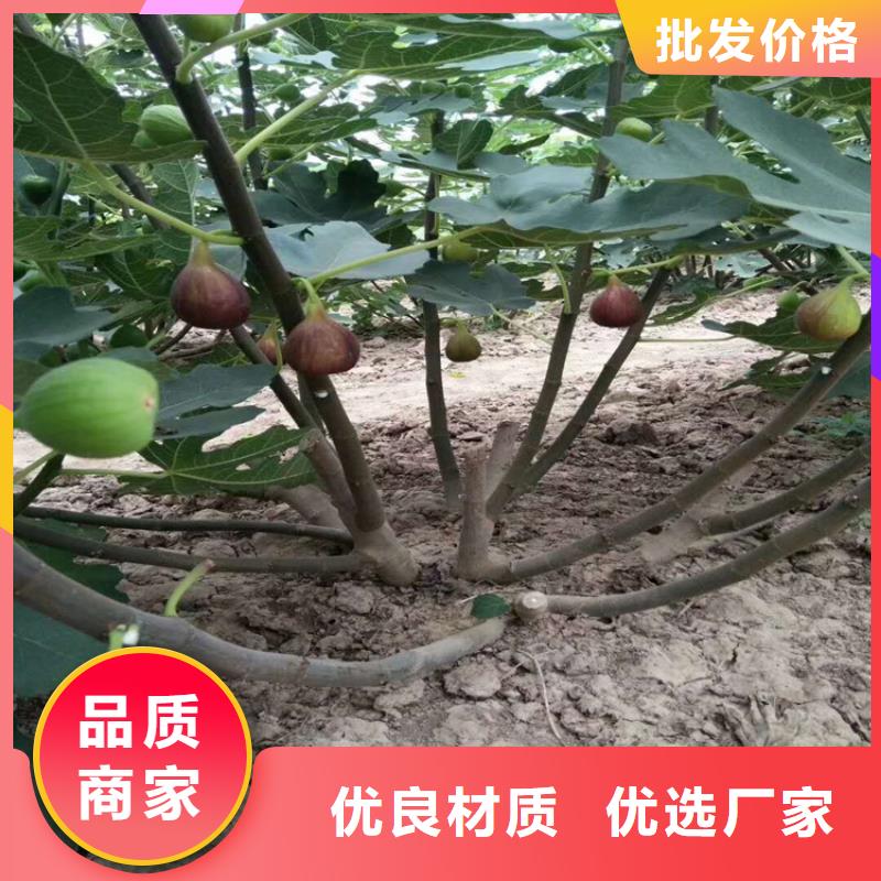 无花果,红石榴苗基地专业生产N年