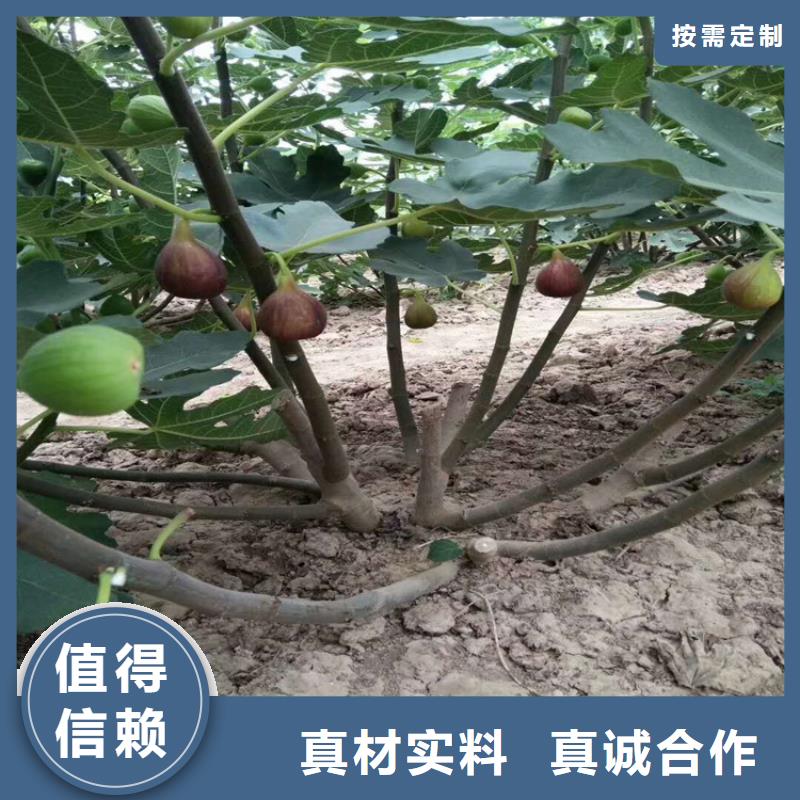 【无花果】猕猴桃苗用心经营 轩园园艺场(荆门市分公司)