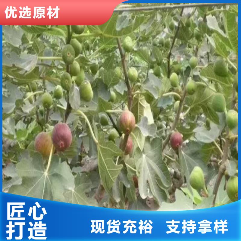 无花果苹果苗现货交易