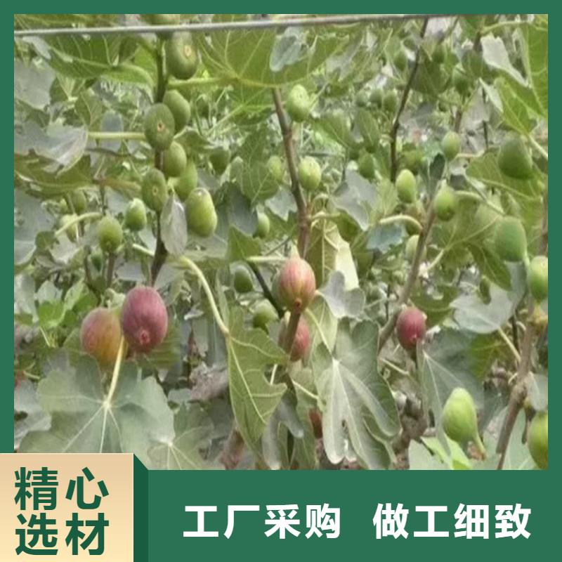 宁波采购【无花果】-樱桃苗一对一为您服务