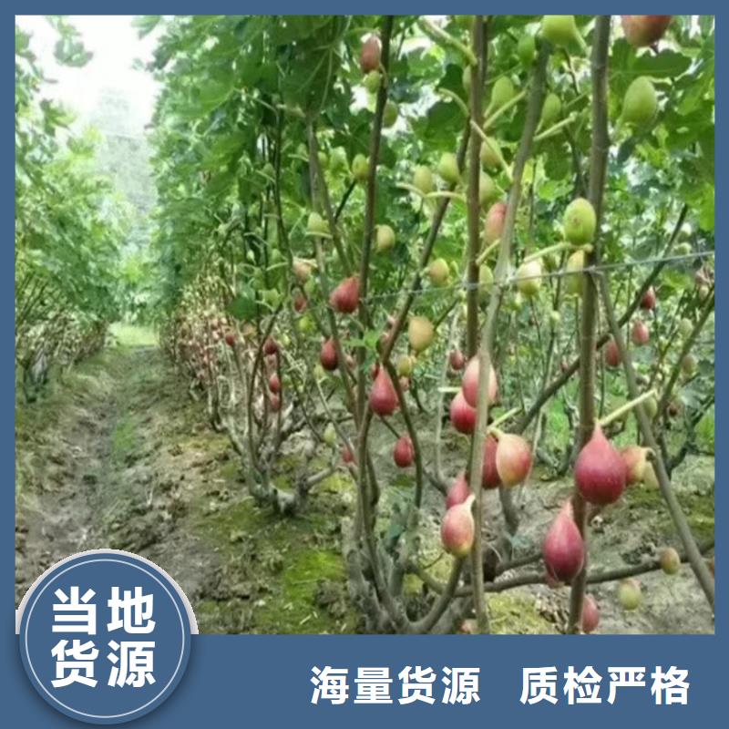 无花果,红石榴苗基地专业生产N年