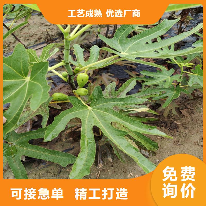 无花果,红石榴苗基地专业生产N年