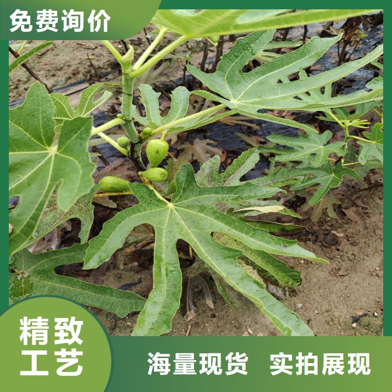 【无花果蓝莓苗质优价廉】