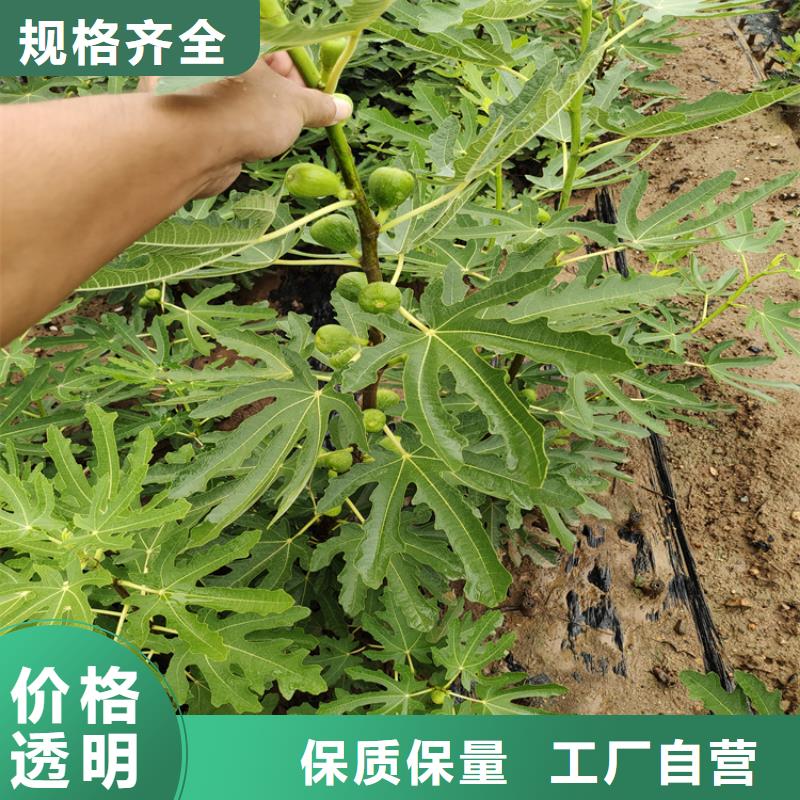 【无花果】樱桃苗支持大小批量采购