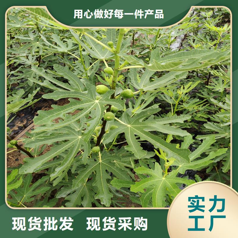 【无花果】猕猴桃苗用心经营 轩园园艺场(荆门市分公司)