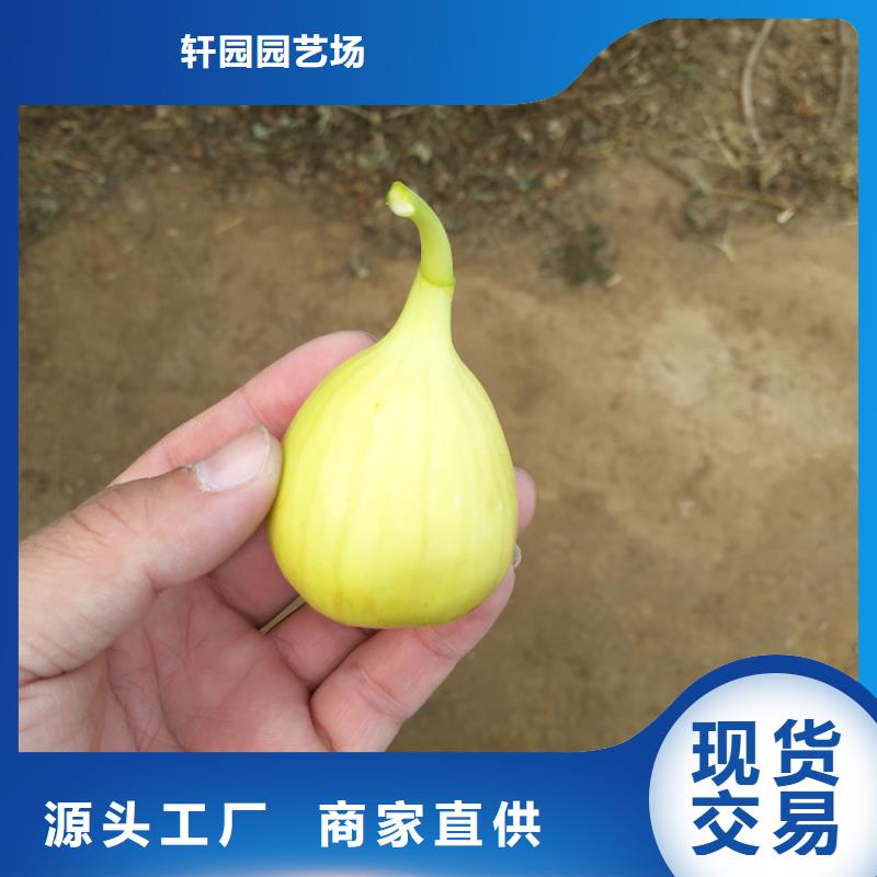 无花果苹果苗严格把控每一处细节