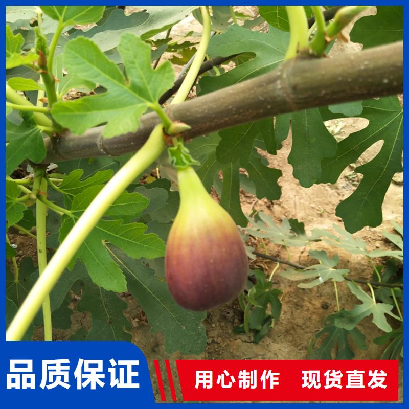 无花果_樱桃苗值得信赖