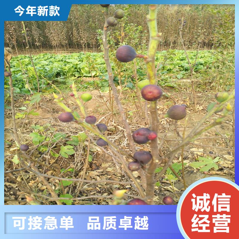 无花果,红石榴苗基地专业生产N年