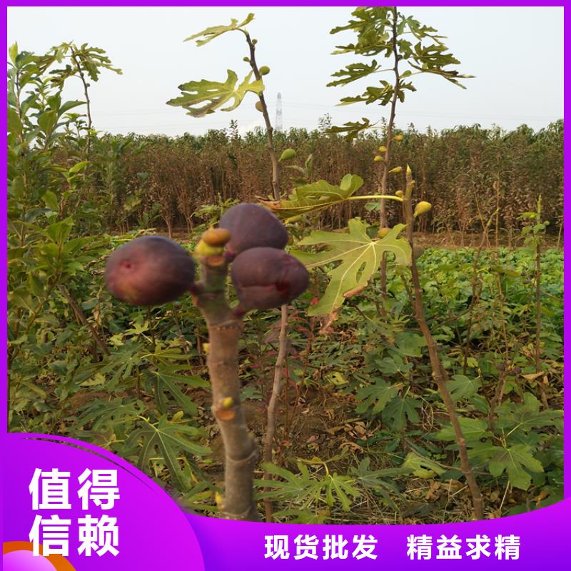 无花果蓝莓苗详细参数