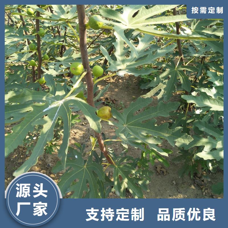 【无花果】猕猴桃苗用心经营 轩园园艺场(荆门市分公司)
