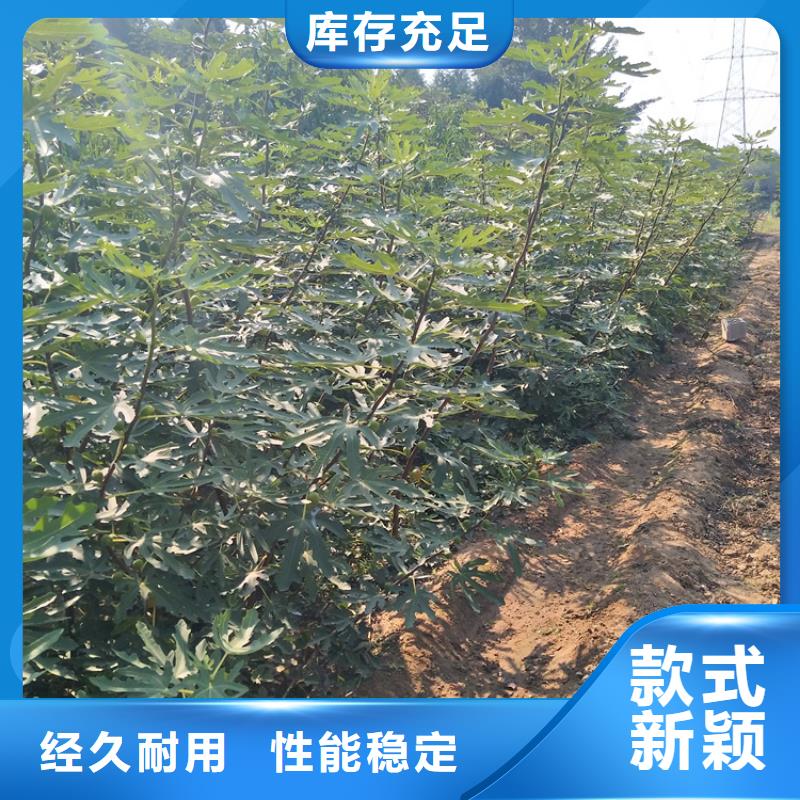 无花果_梨树苗实力优品