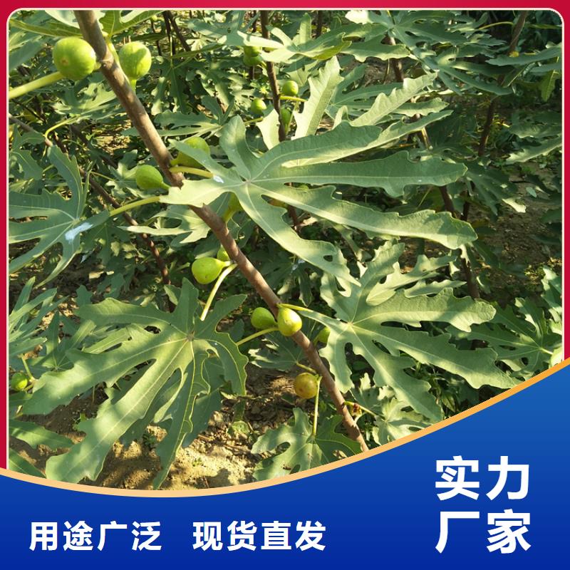 无花果,红石榴苗基地专业生产N年
