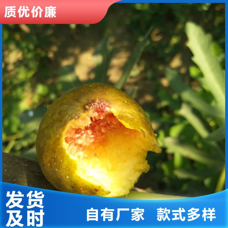 无花果_樱桃苗值得信赖