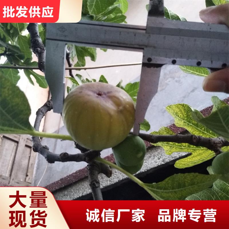 【 无花果 梨树苗实拍展现】-服务范围包括埇桥|泗县|巢湖|淮南|蚌埠|芜湖|合肥|铜陵等