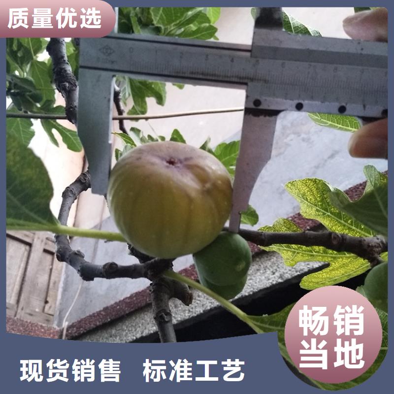 【无花果蓝莓苗质优价廉】
