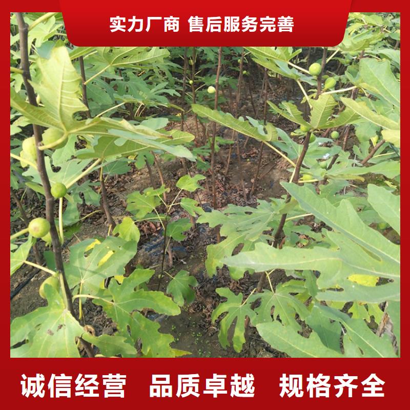无花果蓝莓苗详细参数
