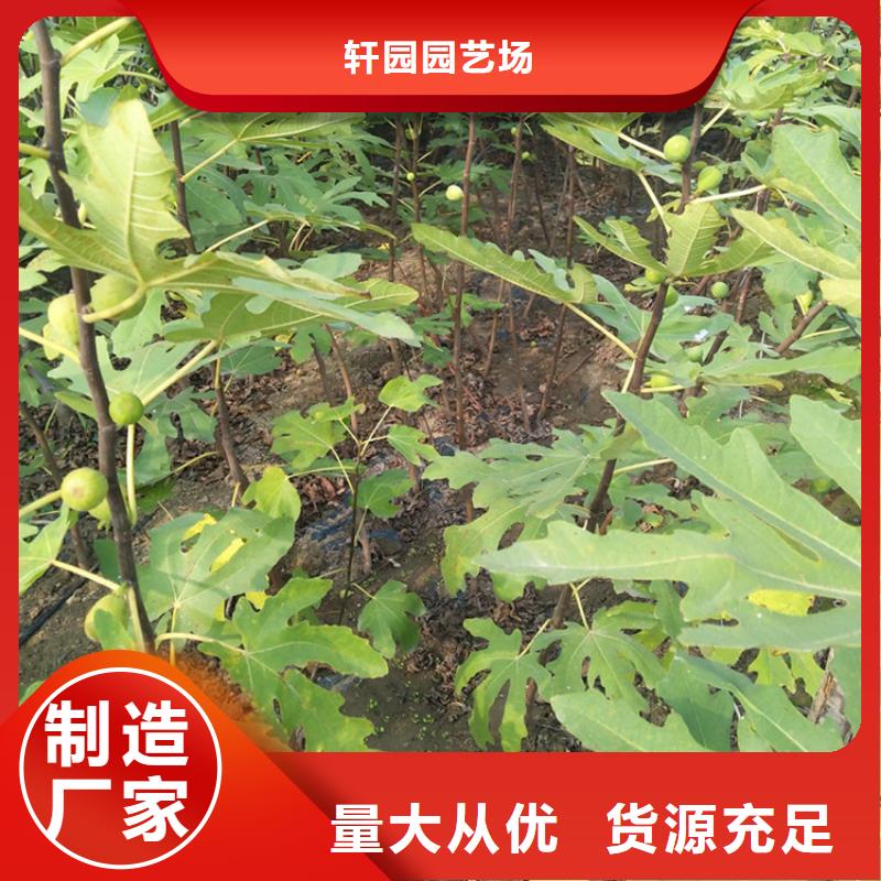 无花果蓝莓苗详细参数