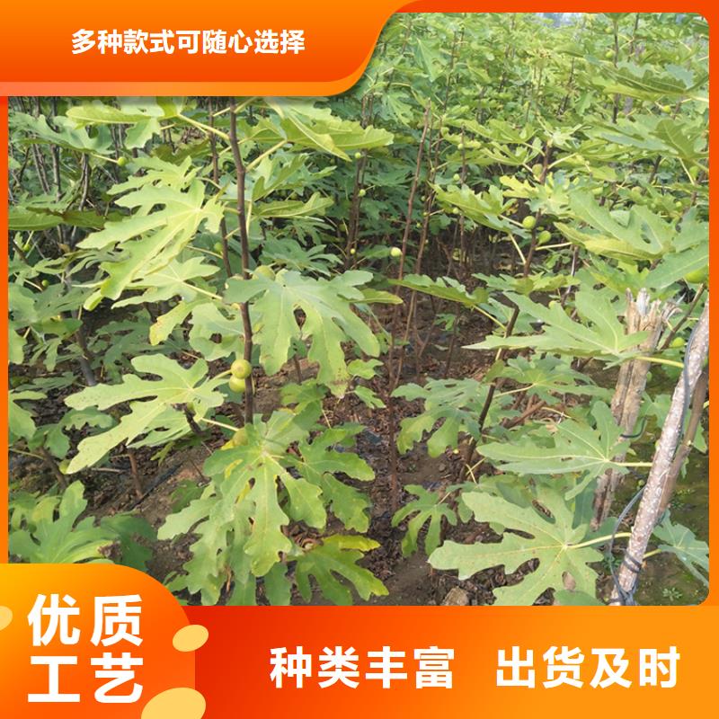 无花果黄瓜苗一手价格