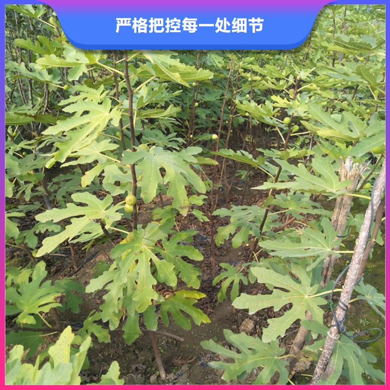 无花果,红石榴苗基地专业生产N年
