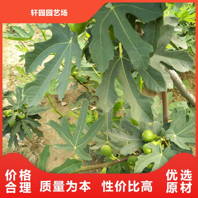 《宁波》定制【无花果】-樱桃苗一对一为您服务