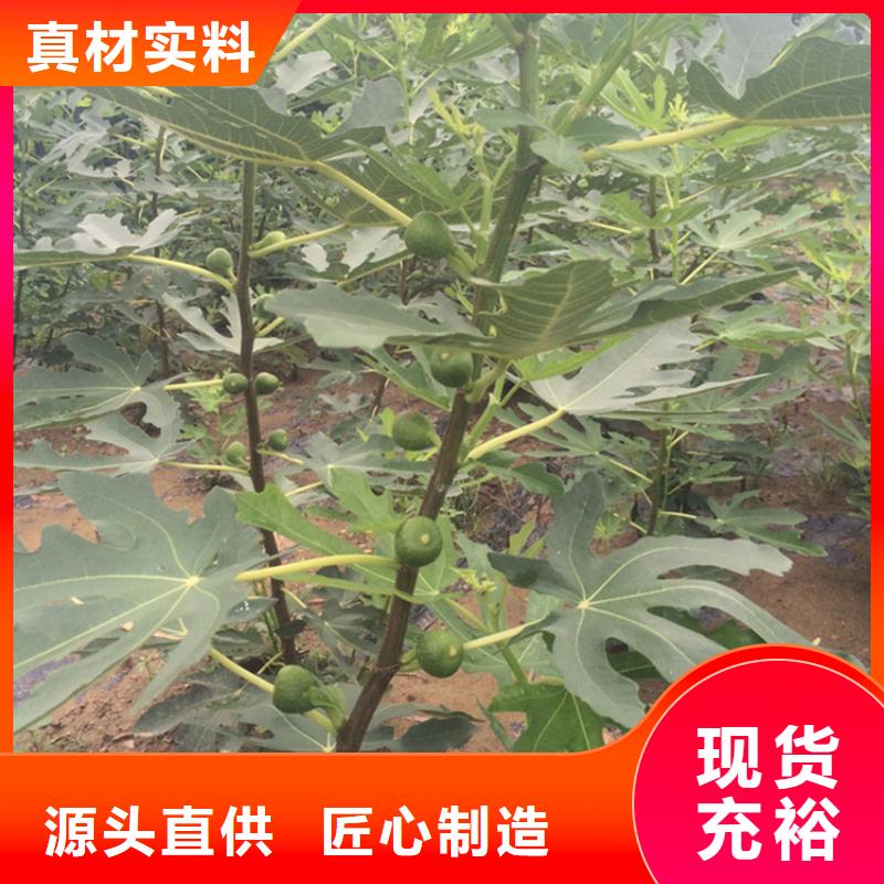 无花果,【石榴树】研发生产销售