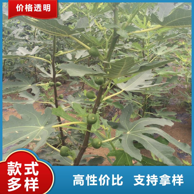 无花果桃树苗海量现货