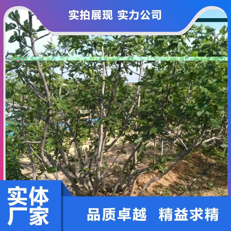 无花果苹果苗严格把控每一处细节