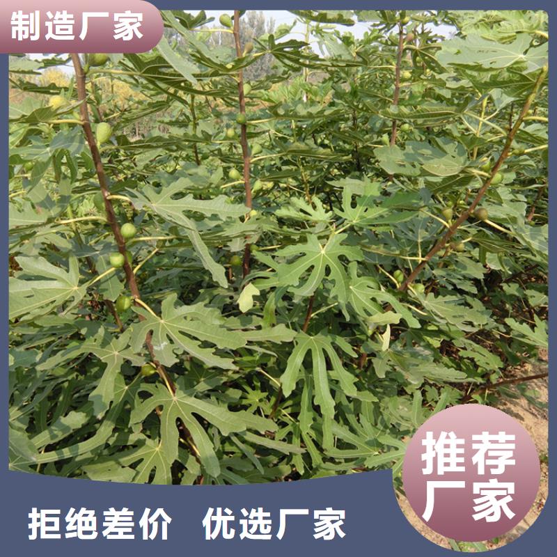 【无花果樱桃苗资质认证】