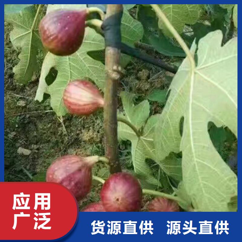 无花果【苹果苗】经验丰富质量放心