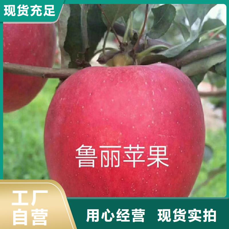 苹果樱桃苗现货快速采购
