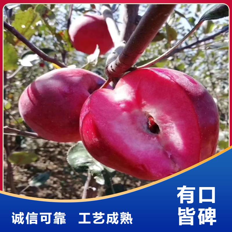 苹果葡萄苗分类和特点