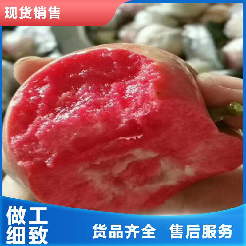 苹果蓝莓苗质保一年